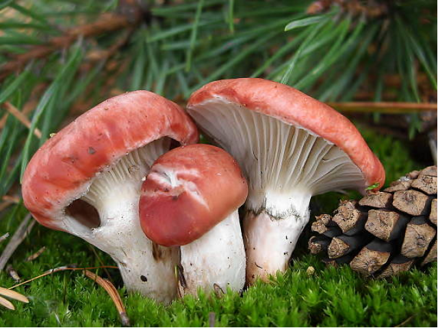 Мицелий Мокрухи розовой (Gomphidius roseus)